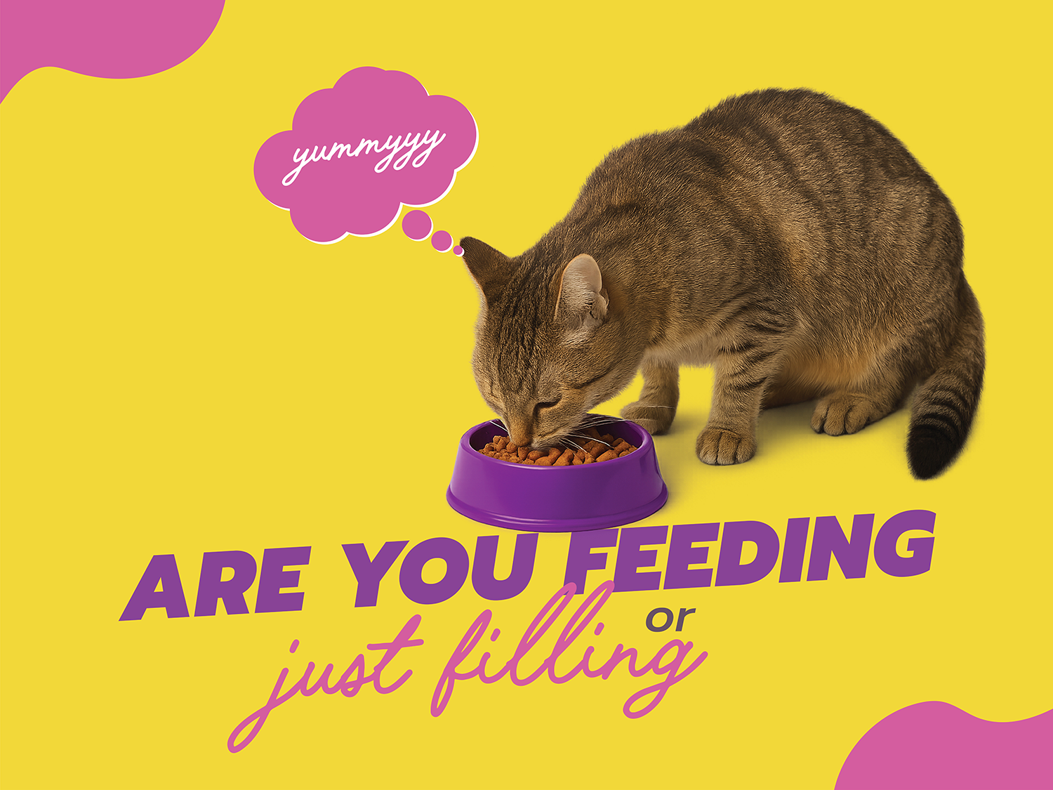Oven-Baked vs Extruded Cat Food: What’s the Real Difference?