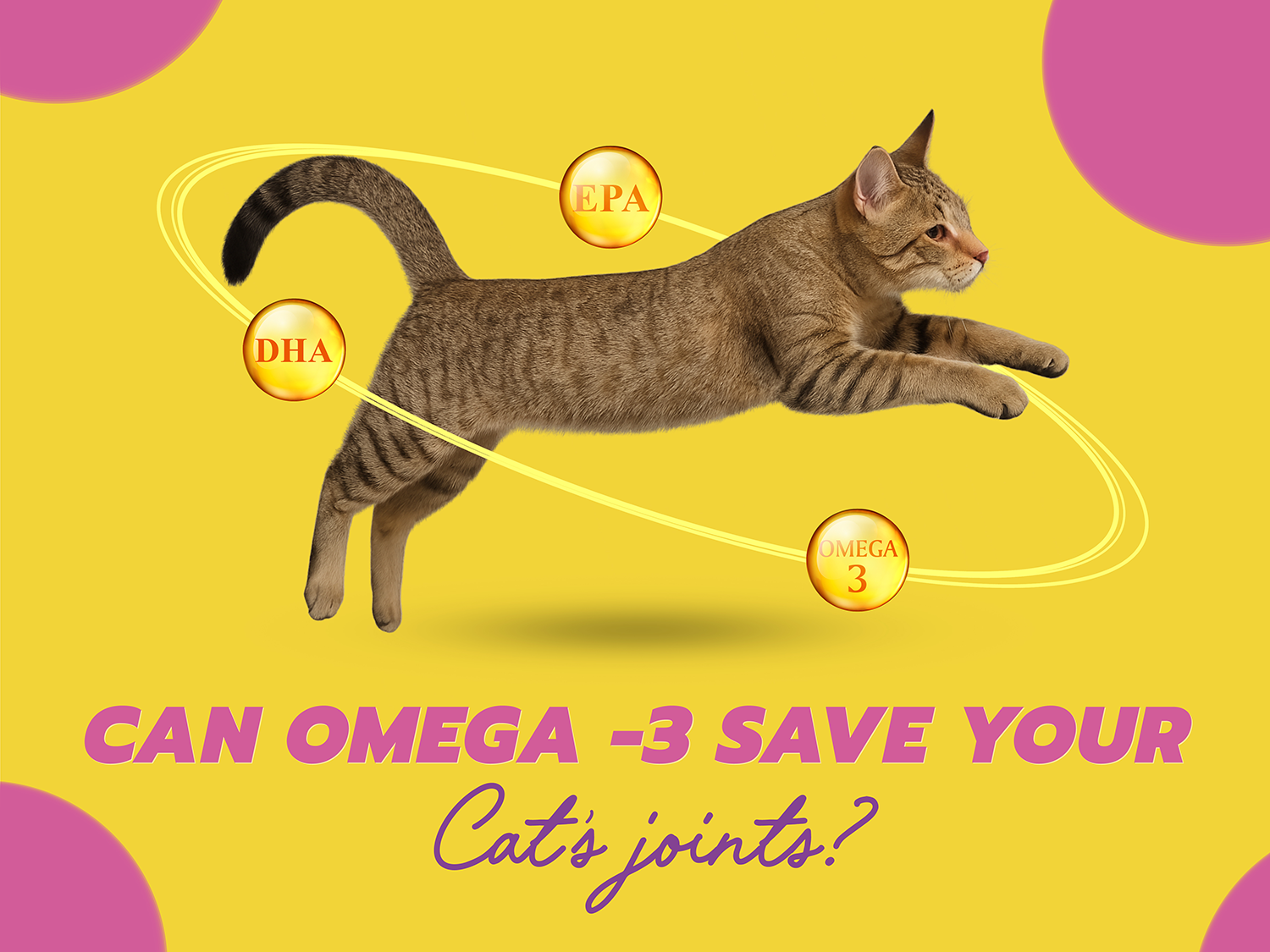 Omega-3s from Salmon & Mackerel help reduce inflammation in cats