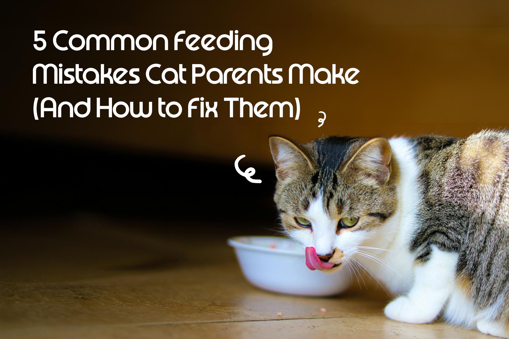 5 Common Feeding Mistakes Cat Parents Make (And How to Fix Them)