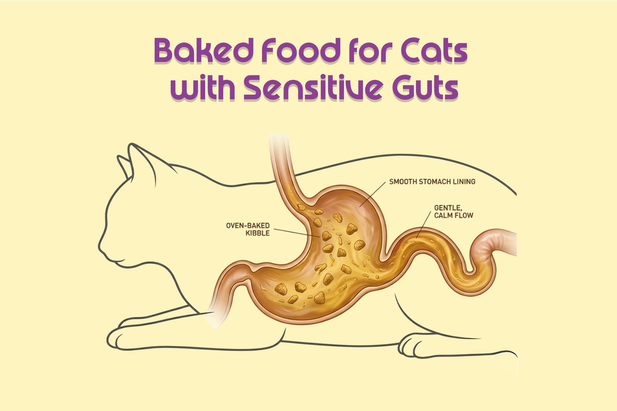 Baked Food for Cats with Sensitive Guts