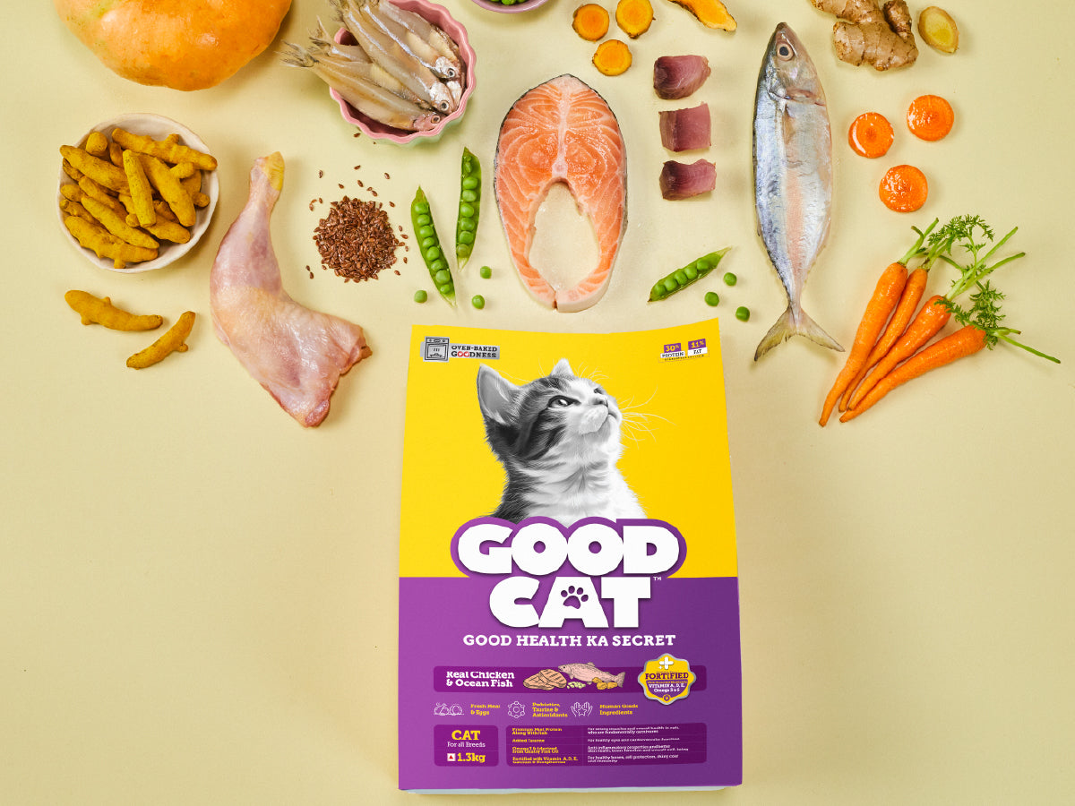 Best Foods for Cats with Tummy Problems