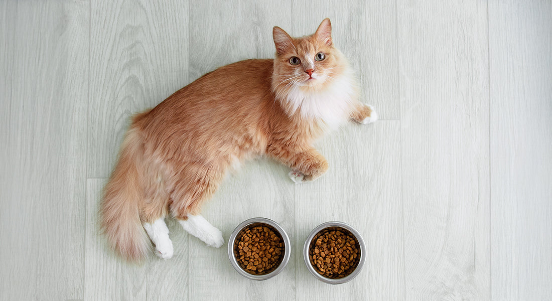 Cat Food for all Ages