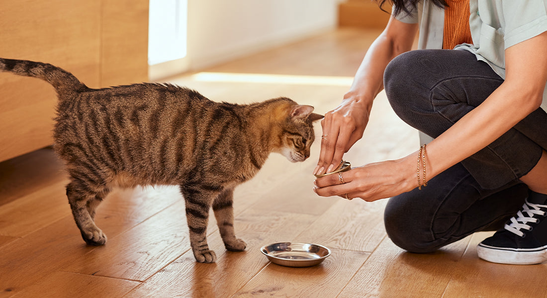 Cat health : How to choose the best cat food for health benefits care tips
