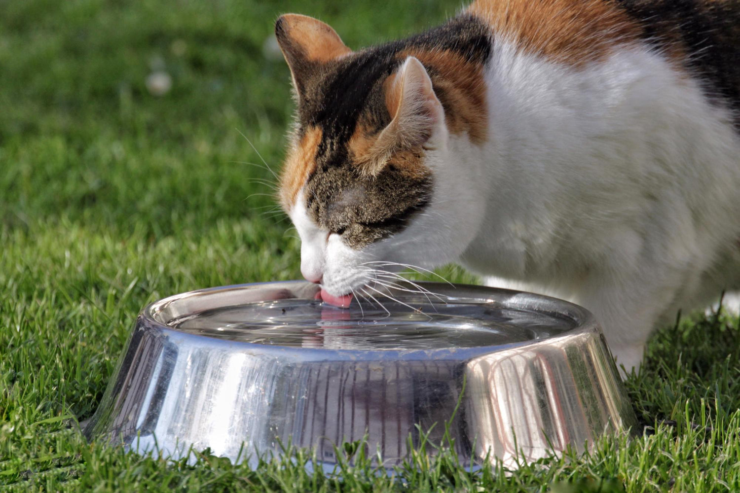 Do Cats Really Get Dehydrated?