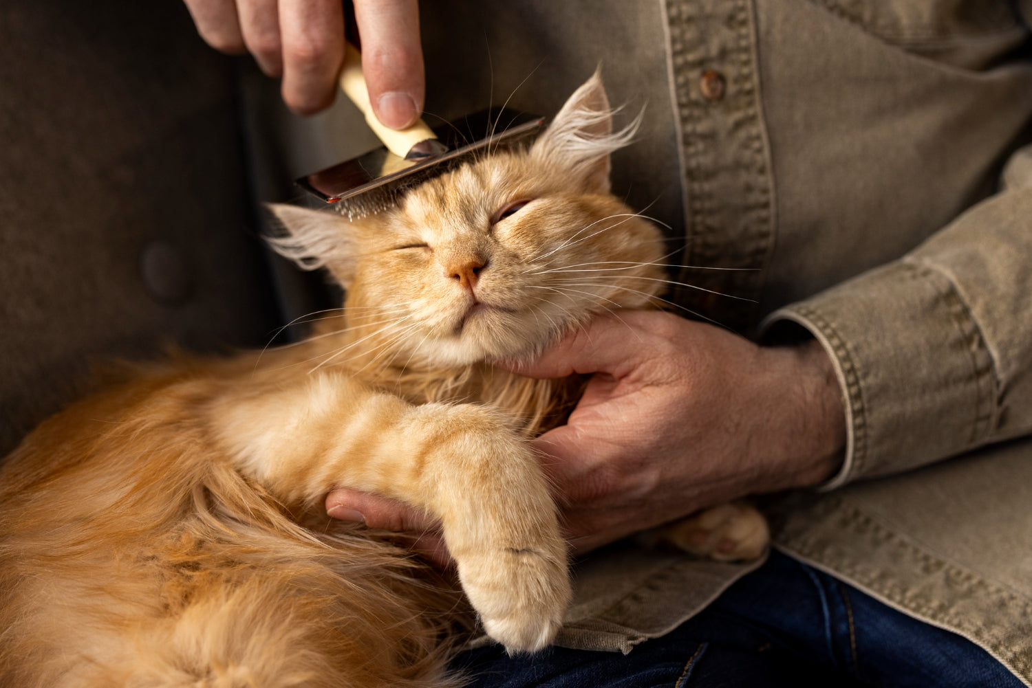 Hairballs in Cats: Causes, Signs & Prevention (Vet-Approved Guide)
