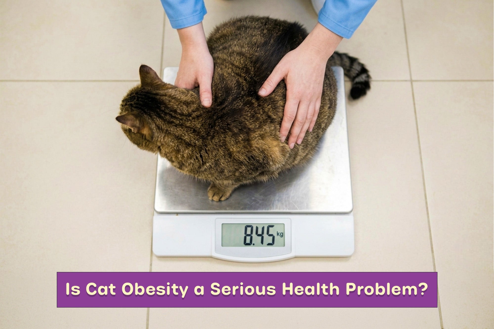 Is Cat Obesity a Serious Health Problem?