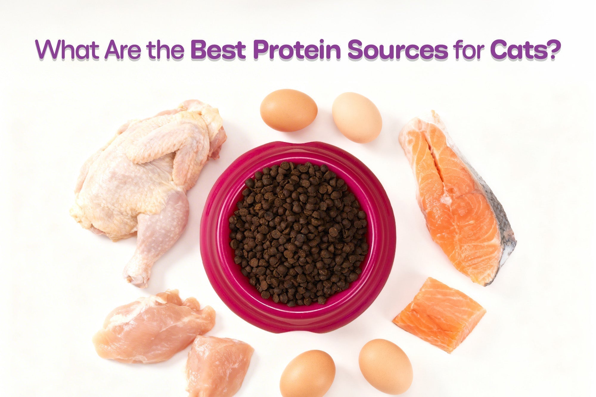 What Are the Best Protein Sources for Cats?