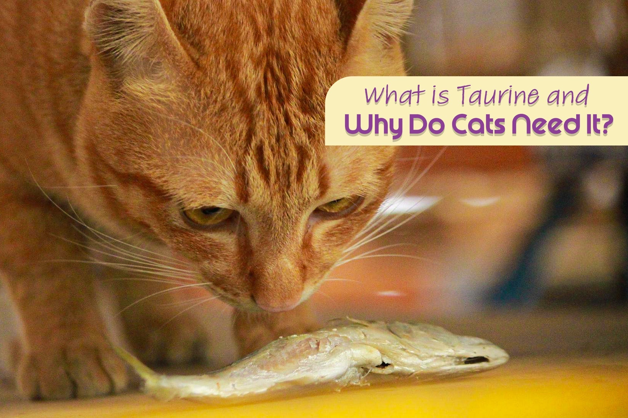 What Is Taurine and Why Do Cats Need It?