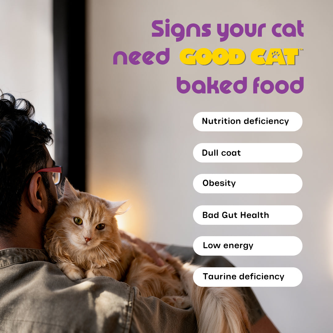 Nutritionally Formulated Cat Food For Adult & Kitten
